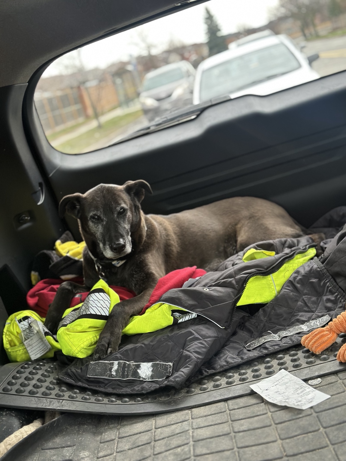 One of the Hooked416 dogs resting on a high-visibility jacket inside a truck